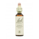 Flores de Bach Castaño de Indias (White Chestnut) 20 ml. N.35
