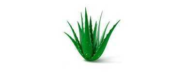 Línea Aloe Vera
