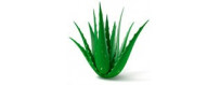 Línea Aloe Vera