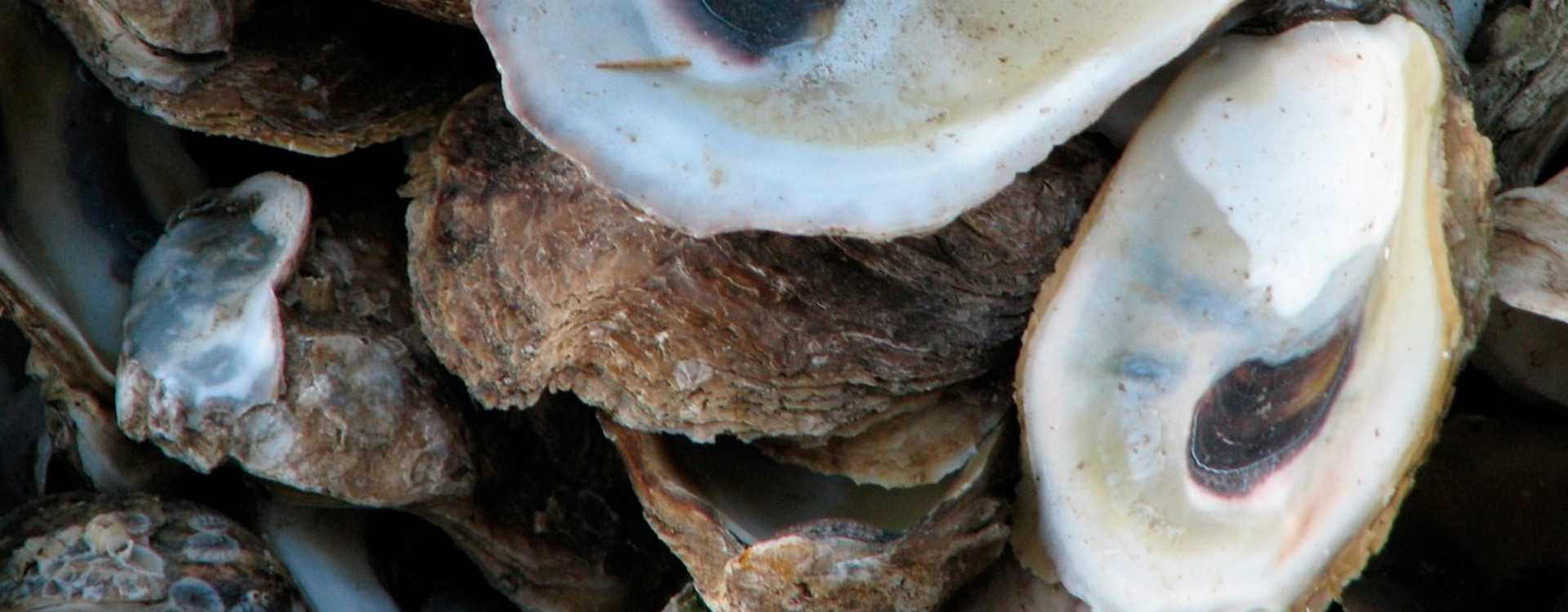 Polvo de Concha de Ostras: Historia, Beneficios, Usos y Contraindicaciones